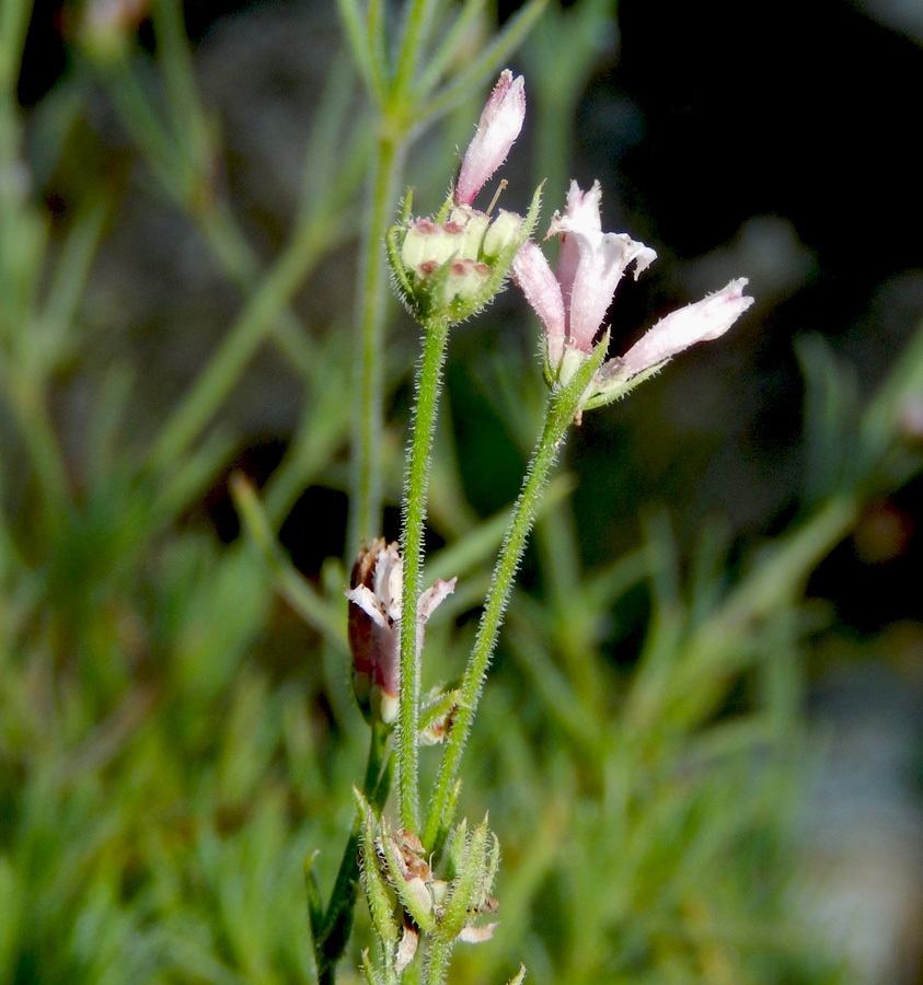 Image of Asperula markothensis specimen.