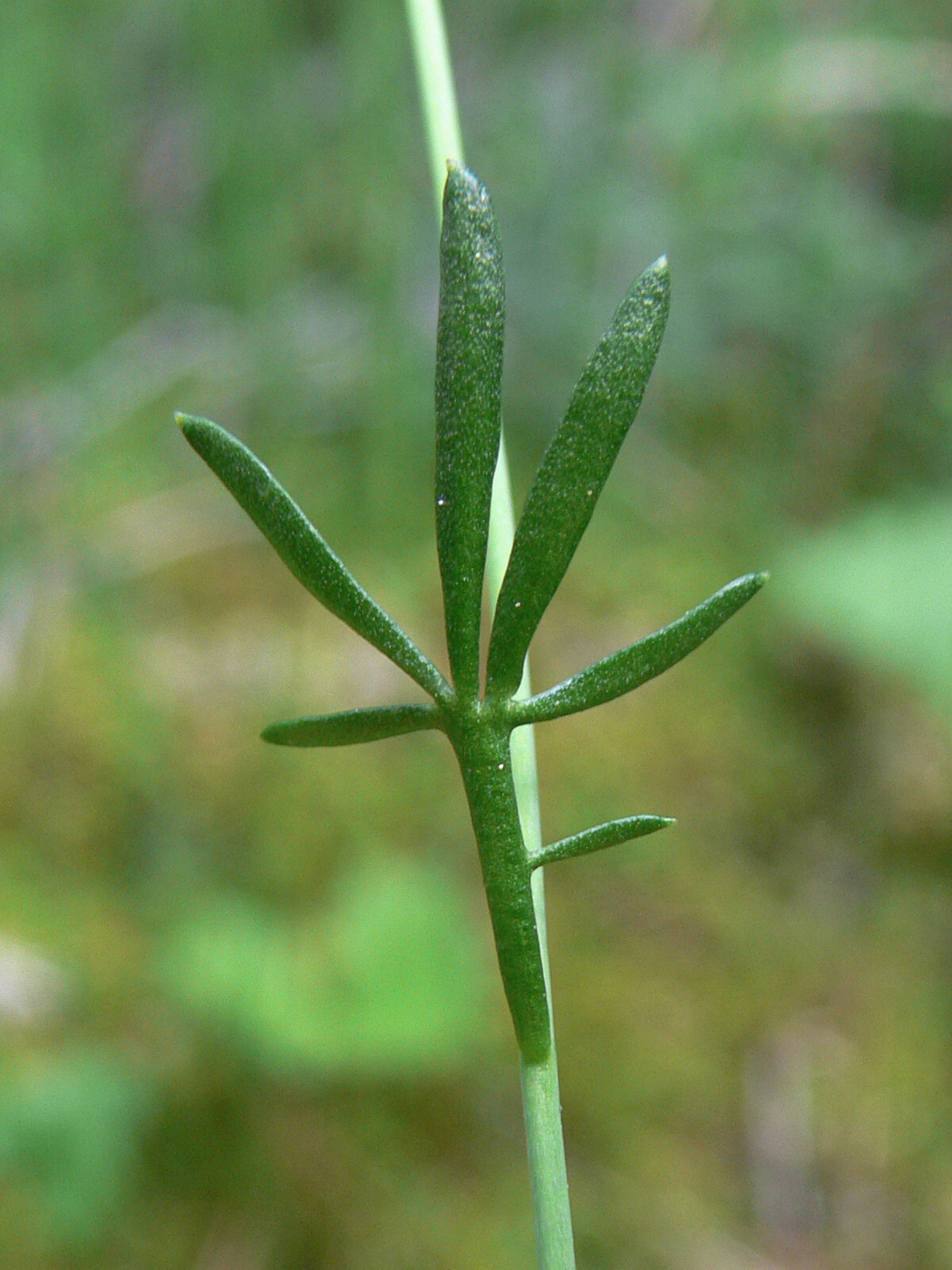 Image of Cardamine dentata specimen.