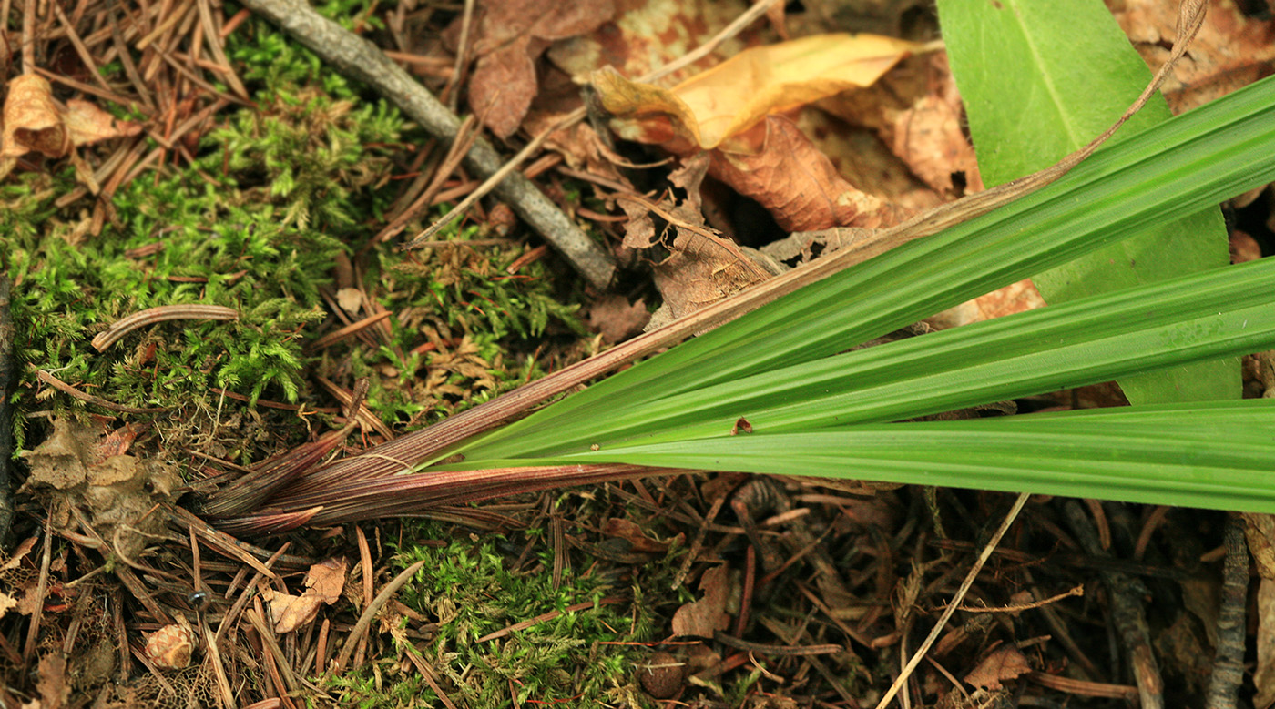 Изображение особи Carex insaniae.