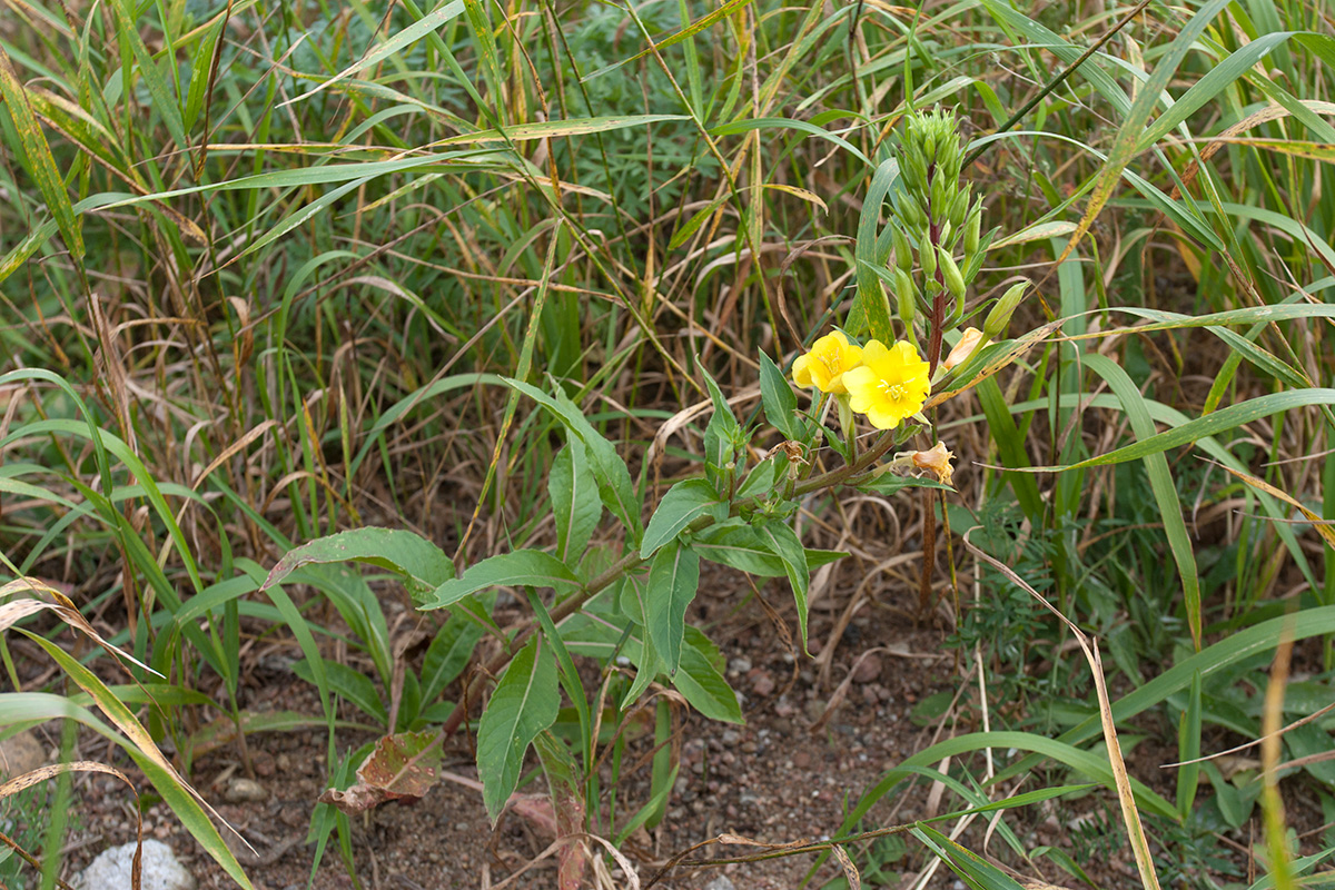 Image of Oenothera rubricaulis specimen.