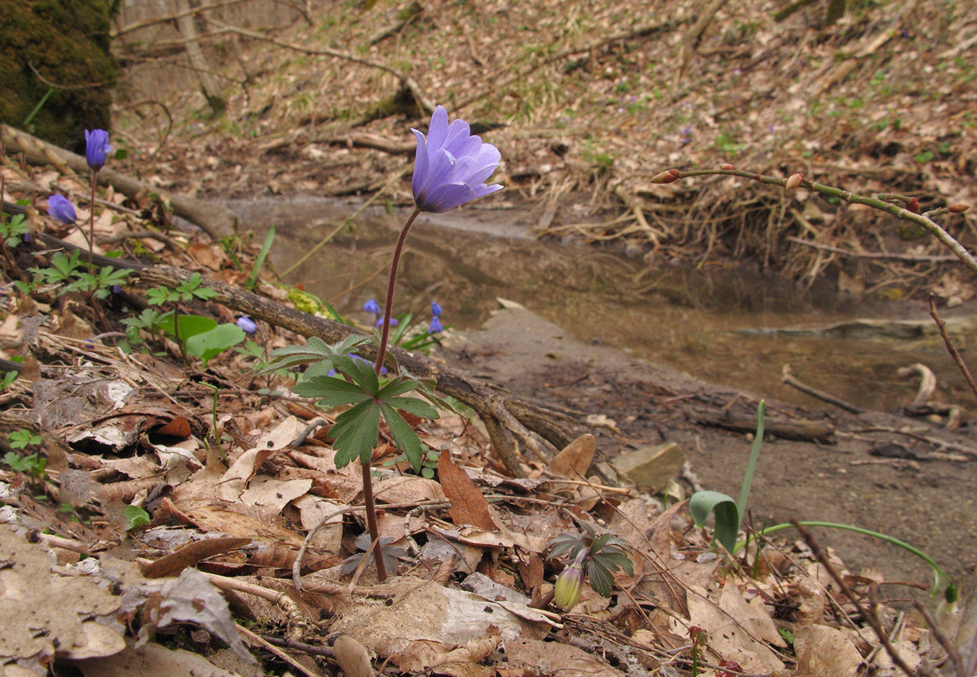 Image of Anemone banketovii specimen.