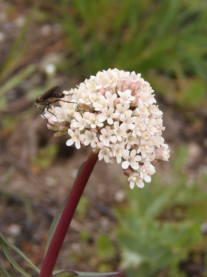 Image of Valeriana tuberosa specimen.