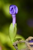 Brunfelsia pauciflora. Раскрывающийся цветок. Израиль, Шарон, пос. Кфар Монаш, ботанический сад \"Хават Ганой\". 03.04.2017.