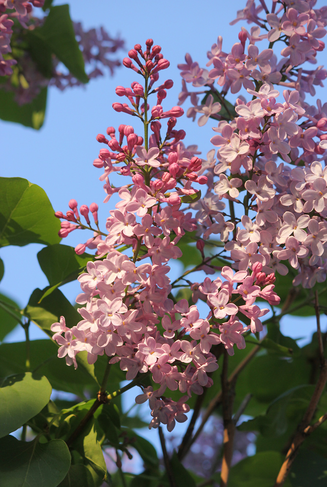 Image of Syringa vulgaris specimen.