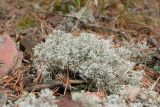 Cladonia rangiferina. Таллом, усыпанный хвоей Pinus sylvestris. Ленинградская обл., Лужский р-н, 136 км шоссе М-20, сосняк травяно-лишайниково-зеленомошный на песке, на почве. 26.04.2017.