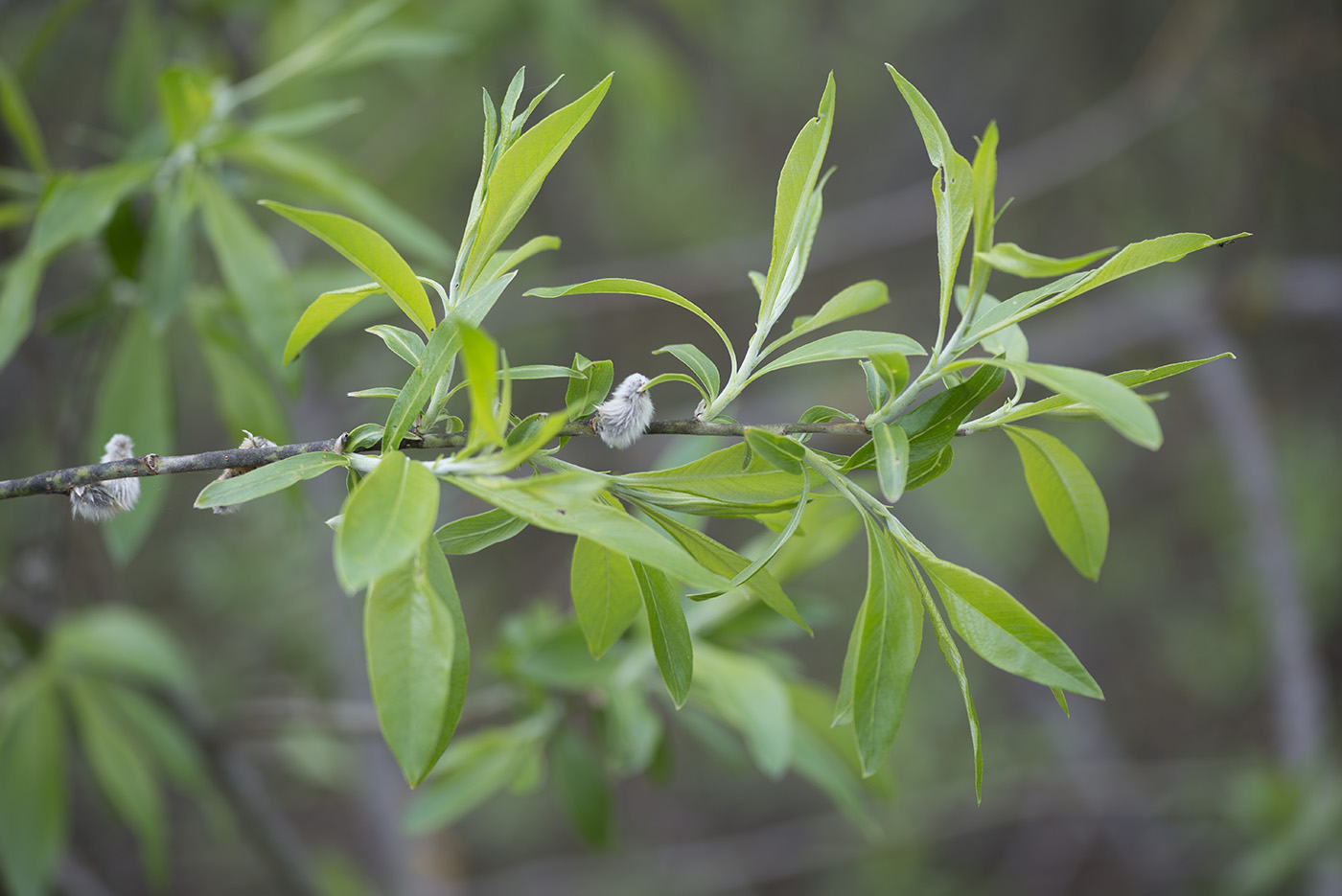 Image of Salix gmelinii specimen.