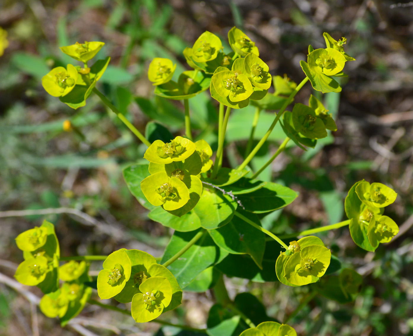 Молочай Euphorbia seguieriana