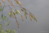 Bromus arvensis