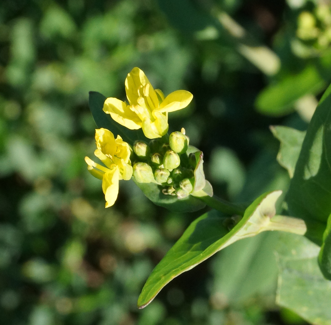 Image of Brassica campestris specimen.