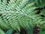 Polystichum braunii. Нижняя поверхность вайи с сорусами. Сахалинская обл., о. Итуруп, окр. с. Горное, лес. 13.07.2017.