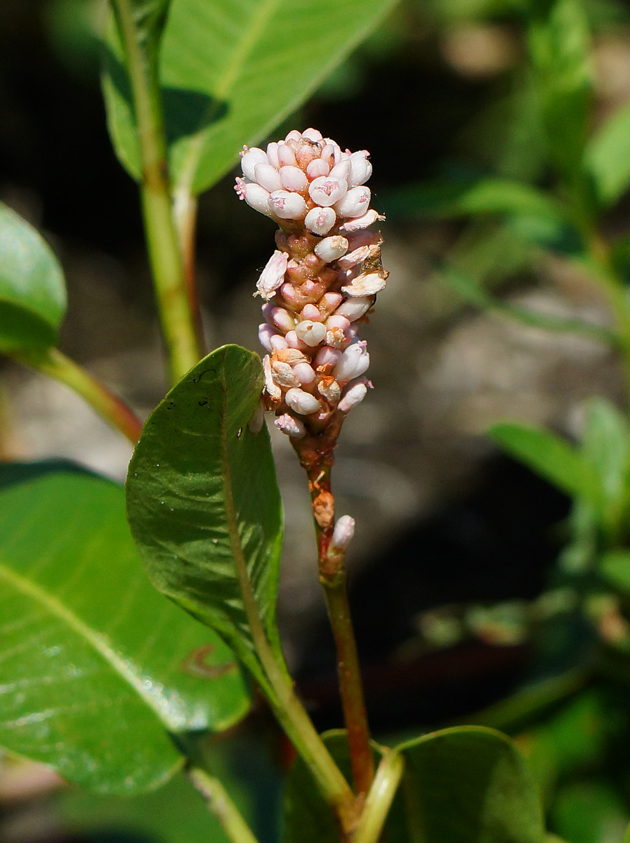 Изображение особи Persicaria amphibia.