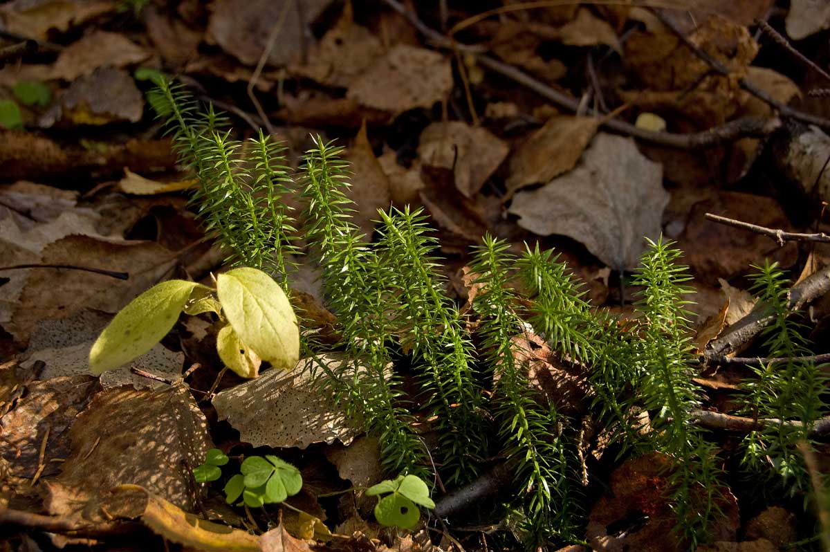 Изображение особи Lycopodium annotinum.