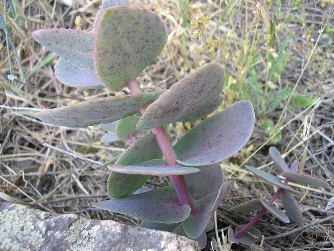 Image of Hylotelephium stepposum specimen.