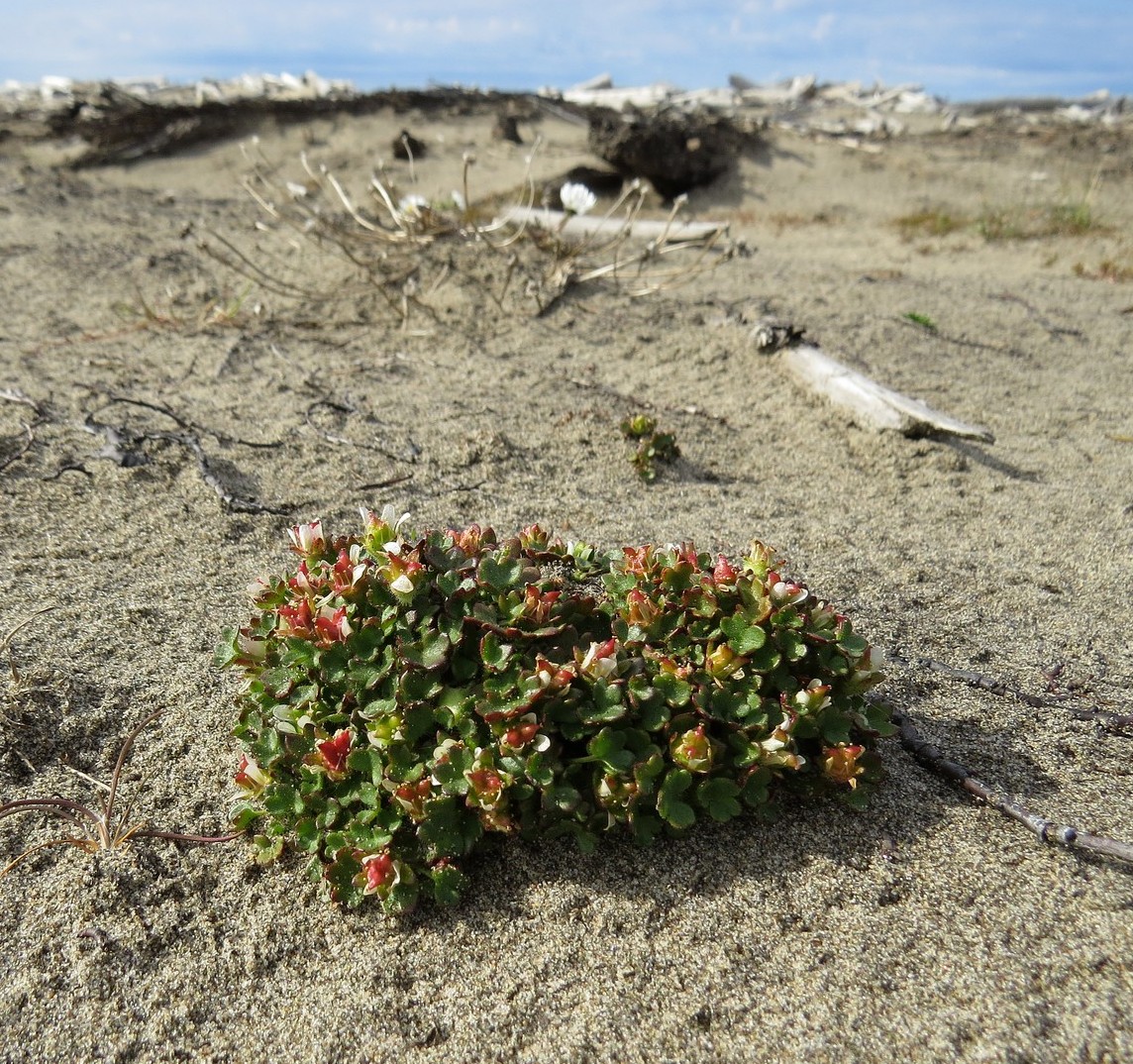 Image of Saxifraga hyperborea specimen.