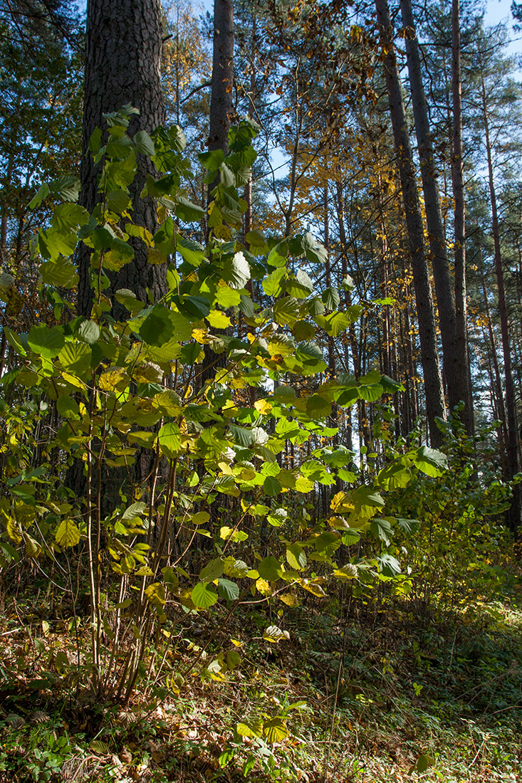 Image of Corylus avellana specimen.