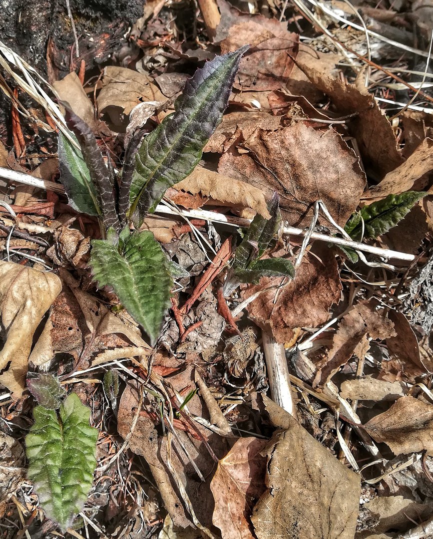 Image of familia Asteraceae specimen.