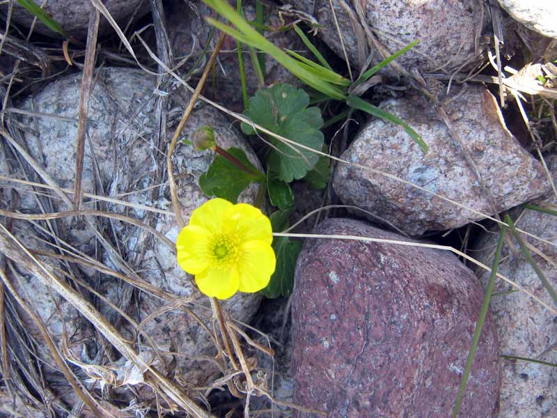 Изображение особи Ranunculus alberti.