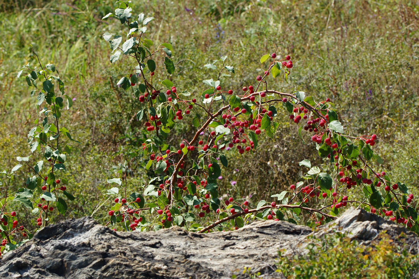 Изображение особи Malus &times; robusta.