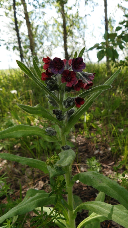 Image of Cynoglossum officinale specimen.