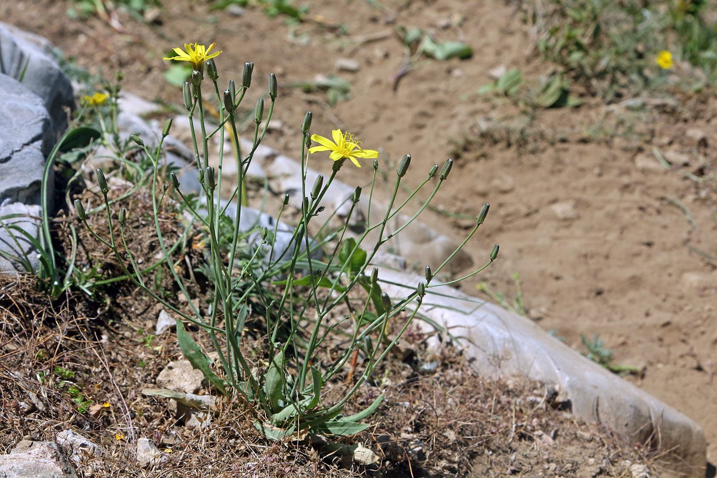 Image of Youngia serawschanica specimen.