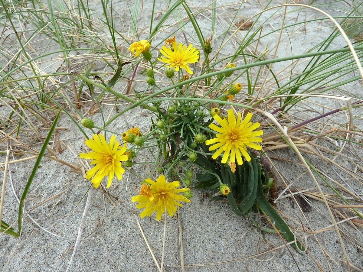 Image of Hieracium umbellatum var. dunale specimen.