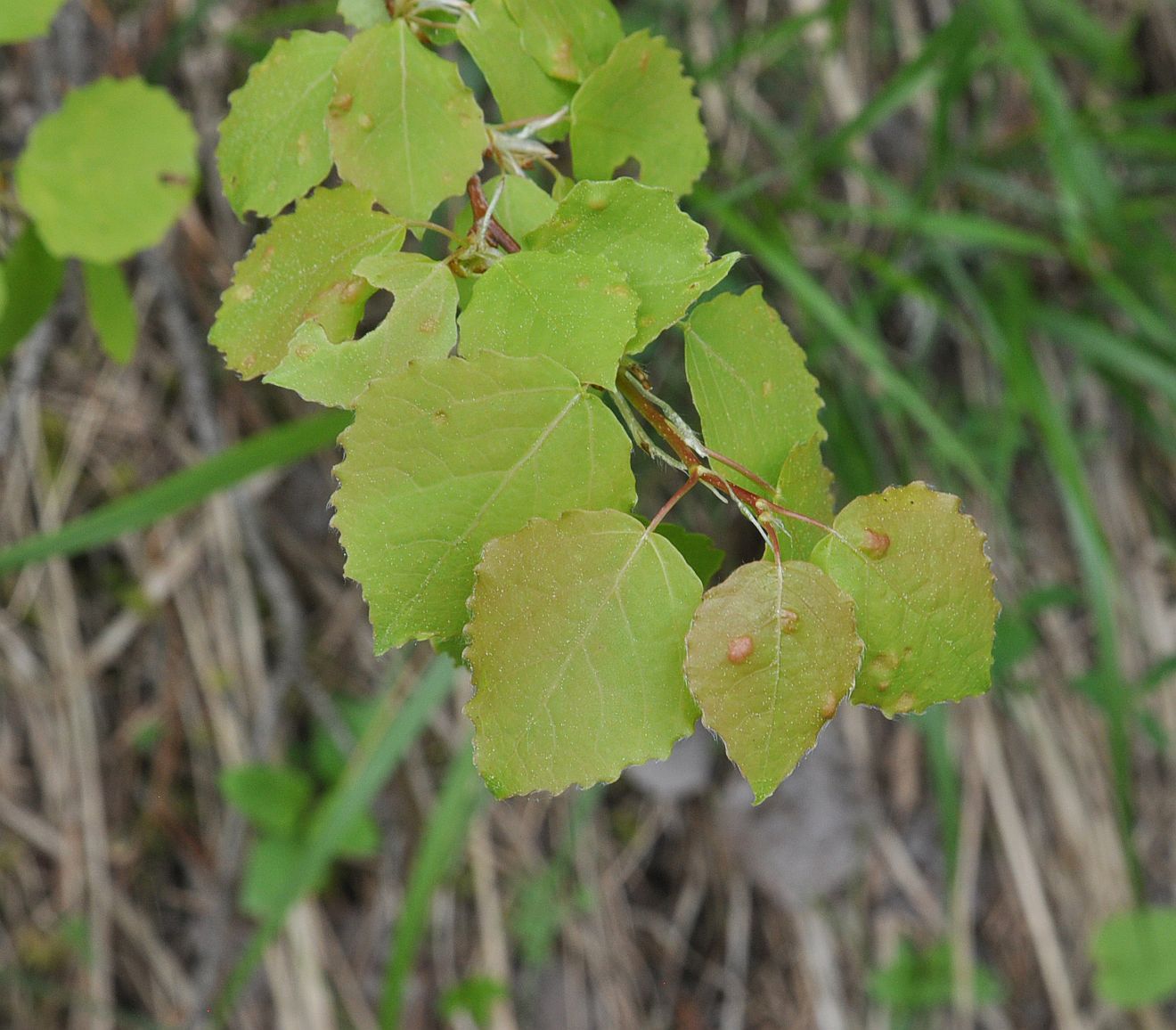 Image of Populus tremula specimen.