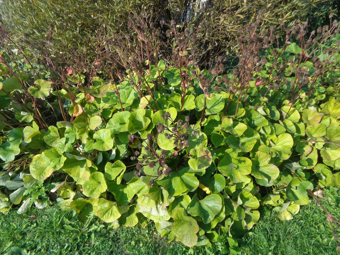 Image of Ligularia dentata specimen.