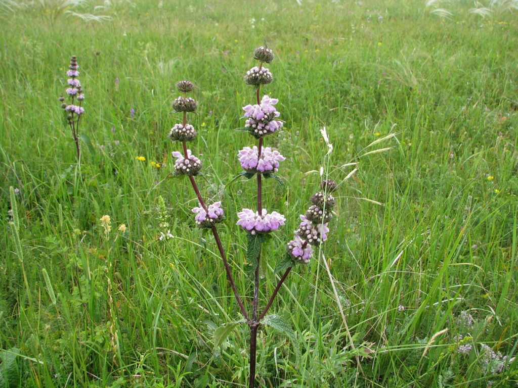 Image of Phlomoides tuberosa specimen.