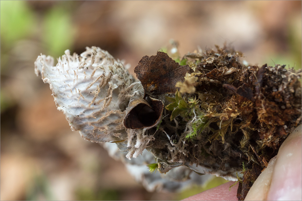 Image of genus Peltigera specimen.