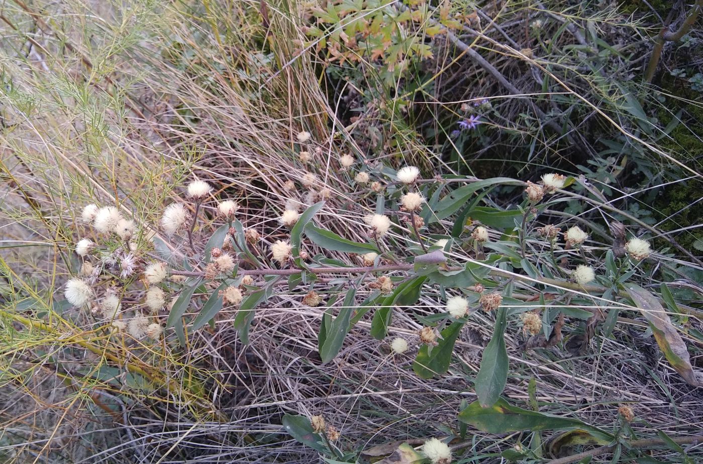 Image of genus Erigeron specimen.