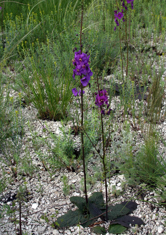 Image of Verbascum phoeniceum specimen.