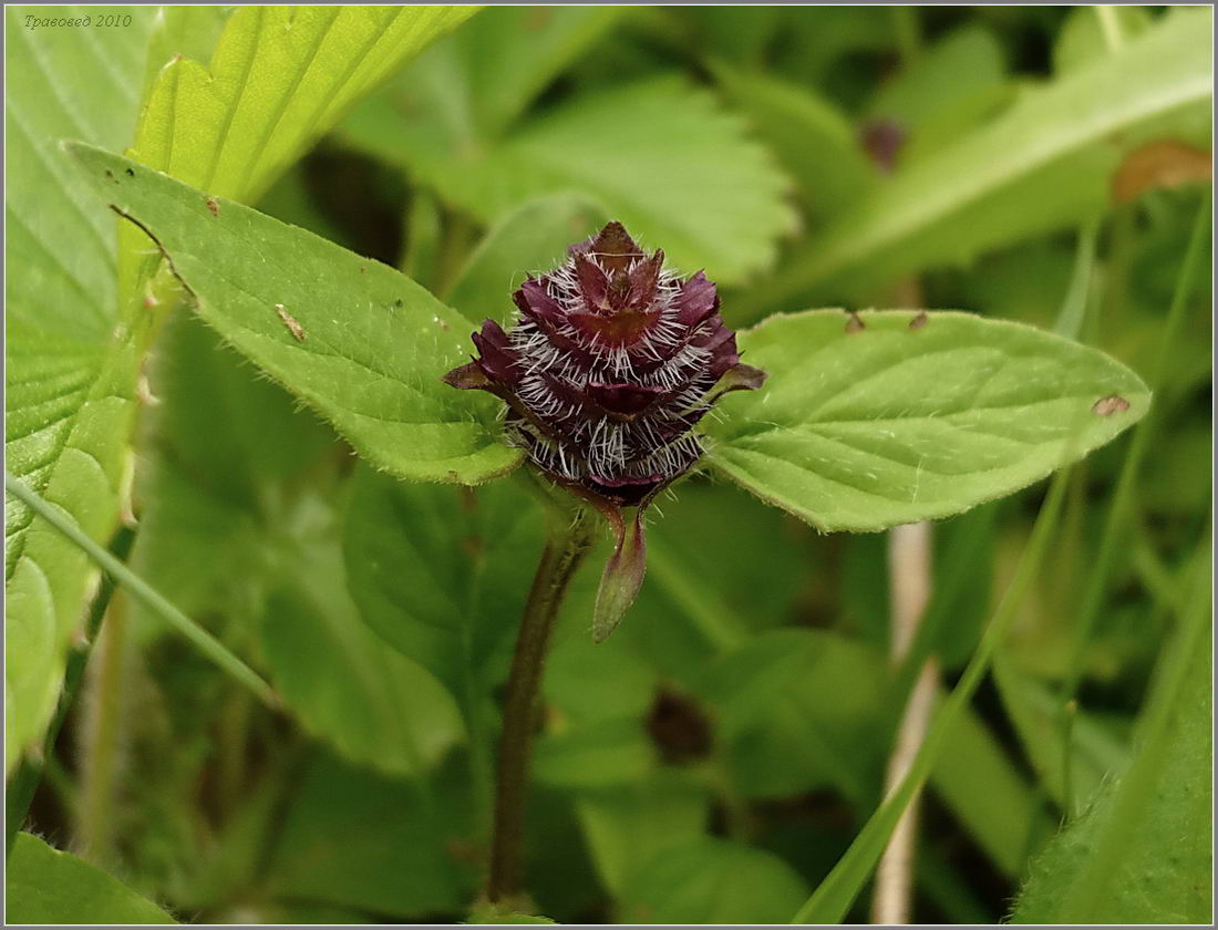 Image of Prunella vulgaris specimen.