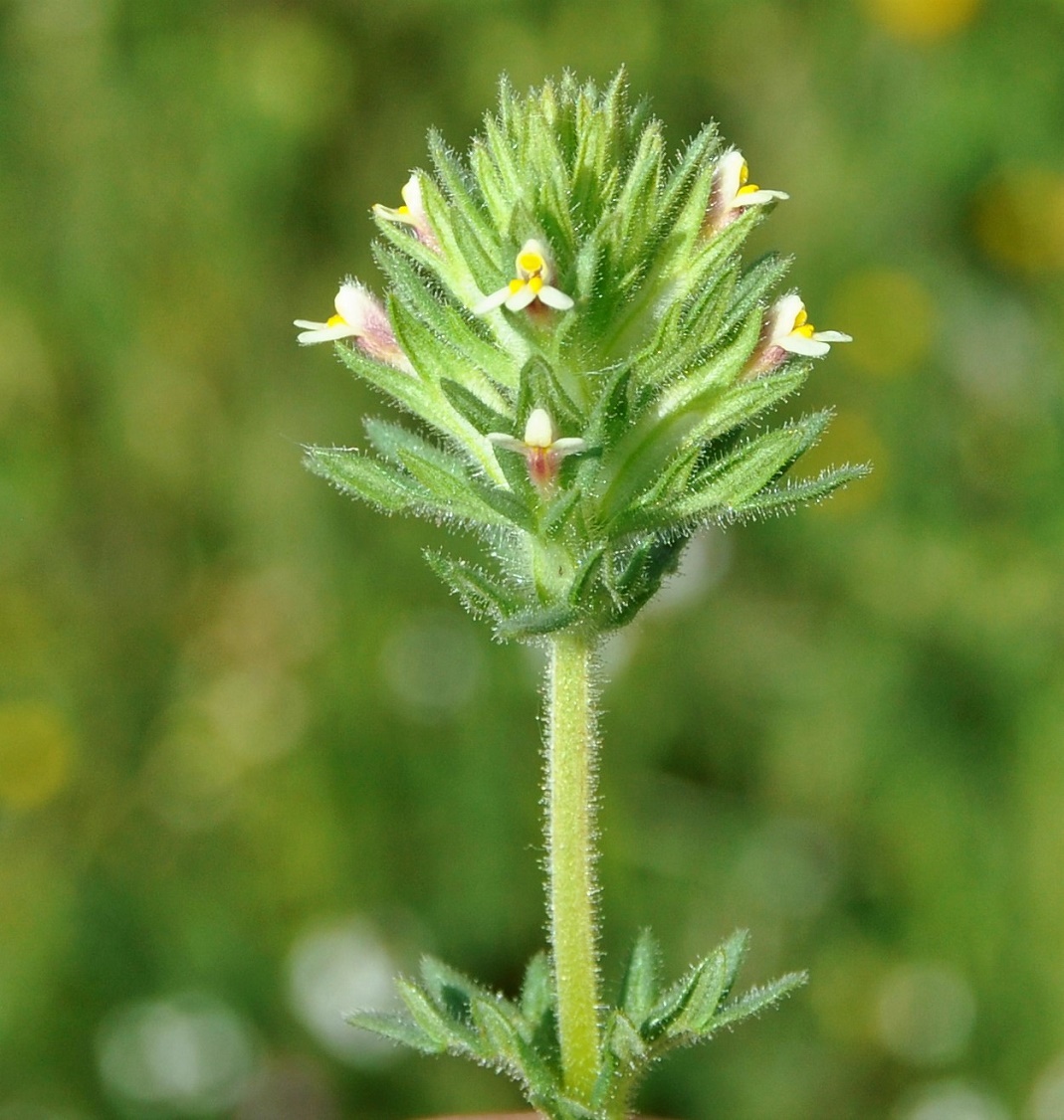 Изображение особи Parentucellia latifolia.