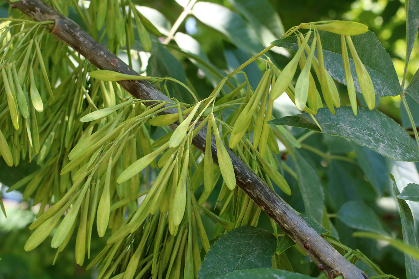 Изображение особи Fraxinus pennsylvanica.