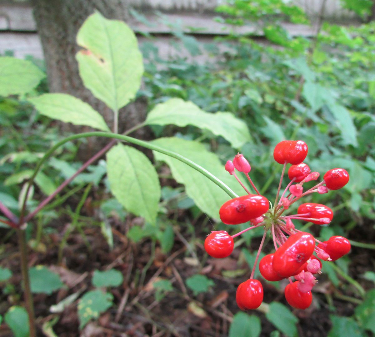 Изображение особи Panax ginseng.