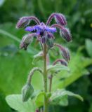 Borago officinalis