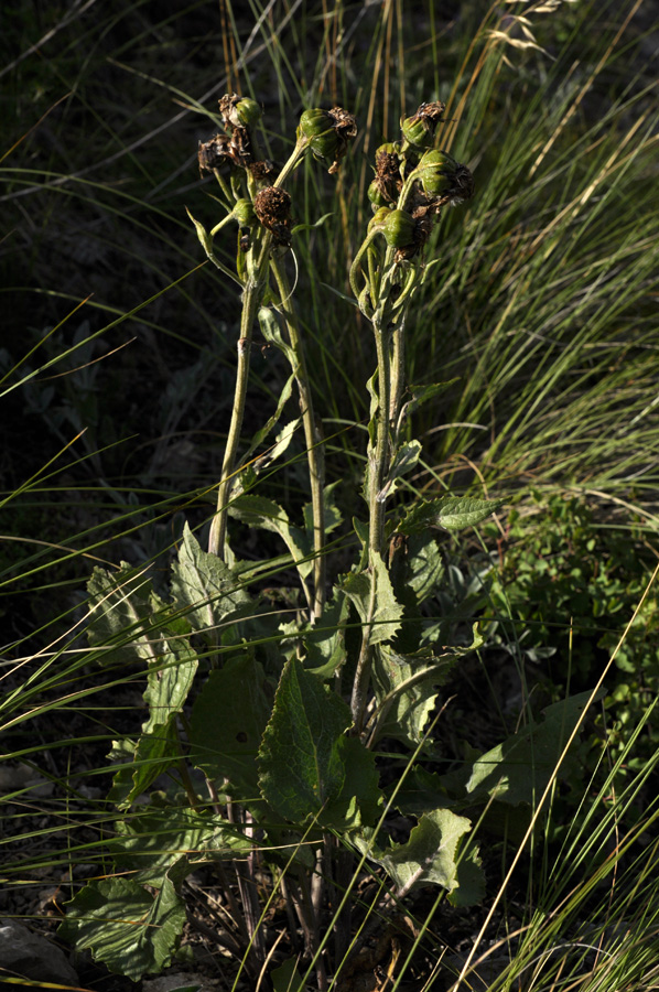 Image of Ligularia robusta specimen.