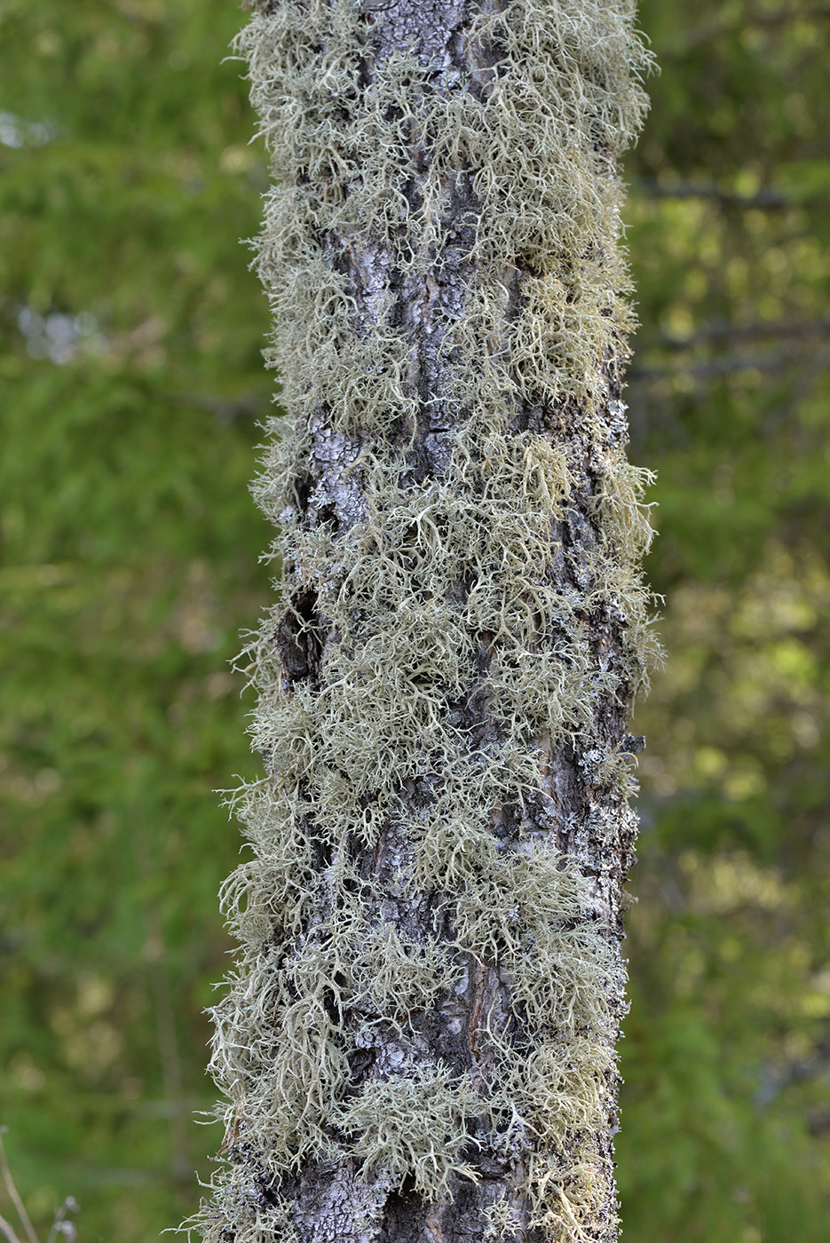 Image of Evernia mesomorpha specimen.