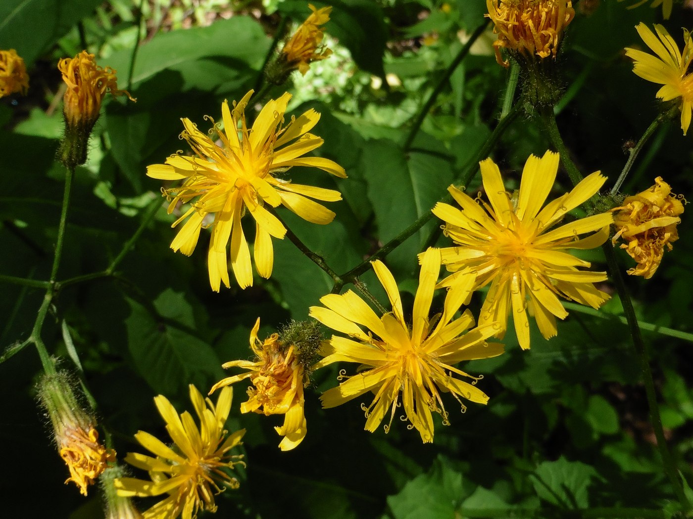 Изображение особи Crepis paludosa.