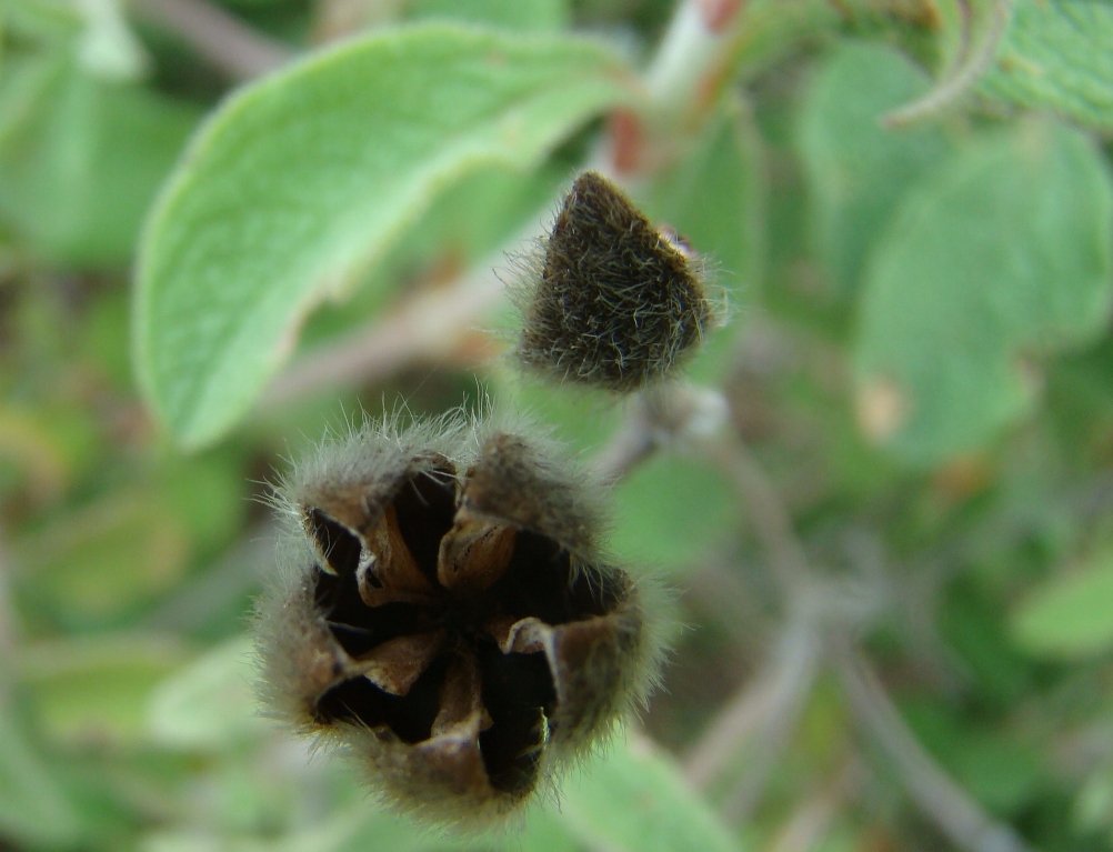 Изображение особи Cistus tauricus.