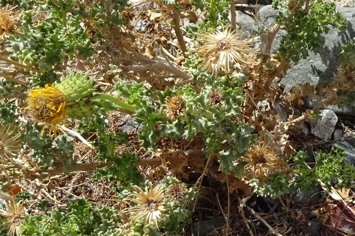 Image of Haplopappus baylahuen specimen.