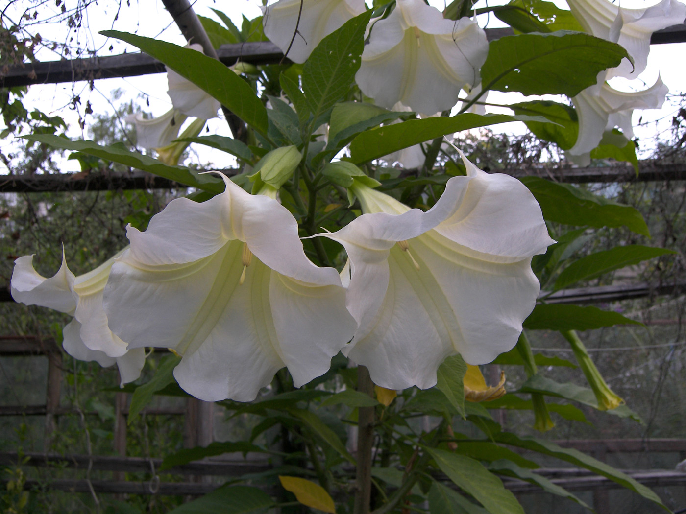 Image of Brugmansia × candida specimen.