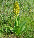 Orchis punctulata