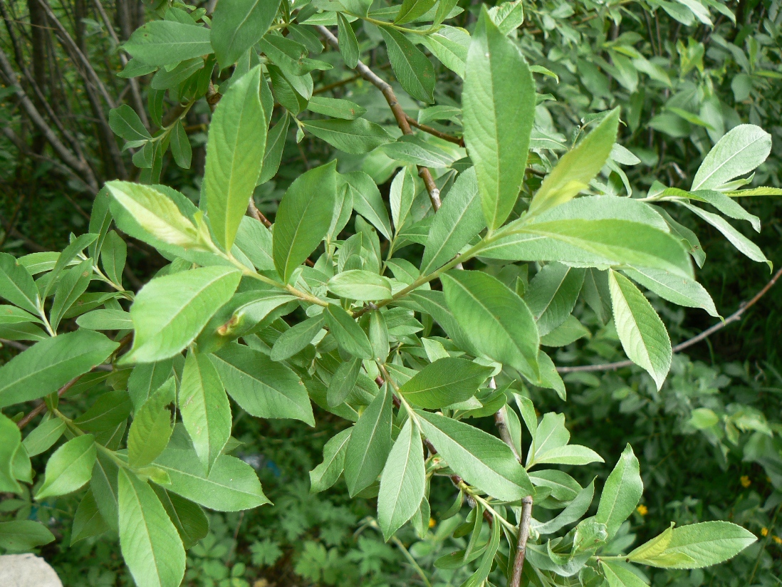 Изображение особи Salix gracilistyla.