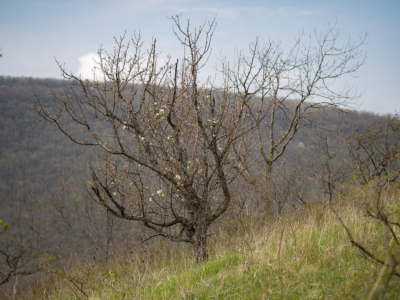 Изображение особи Pyrus caucasica.