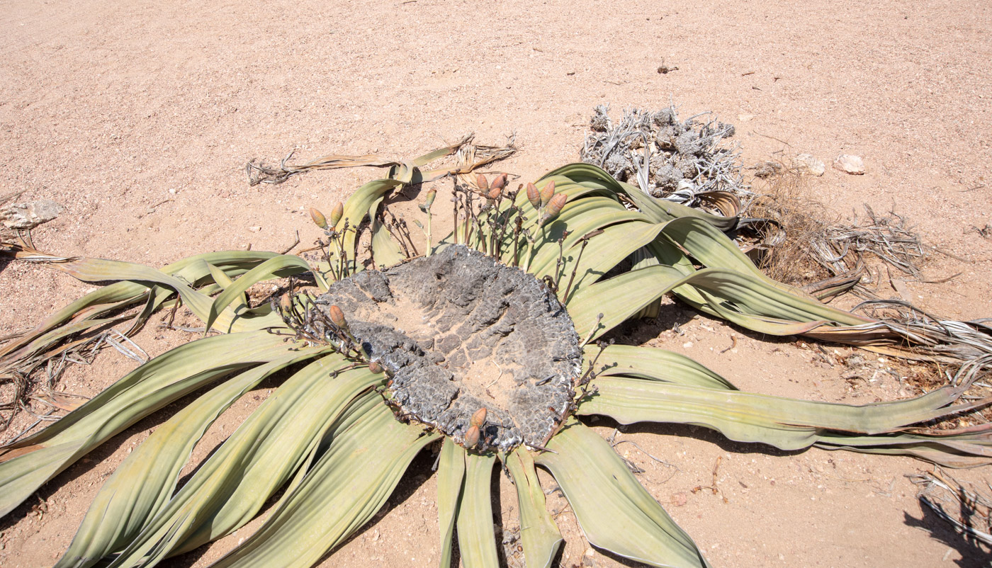 Image of Welwitschia mirabilis specimen.