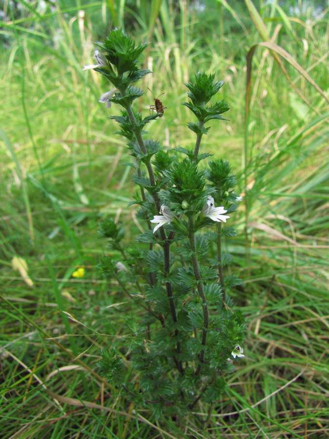 Image of Euphrasia stricta specimen.