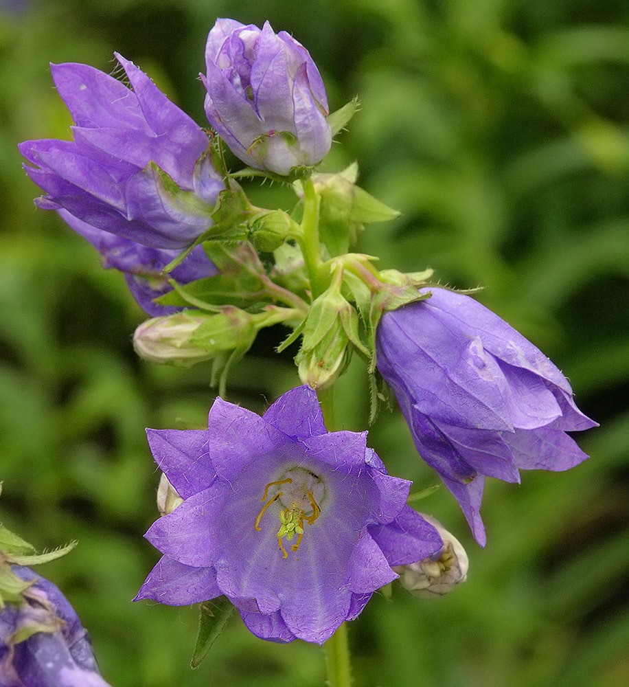 Изображение особи Campanula trachelium.