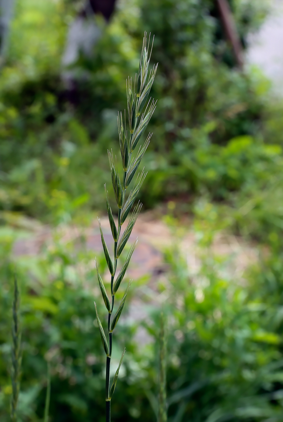 Изображение особи Elytrigia repens.