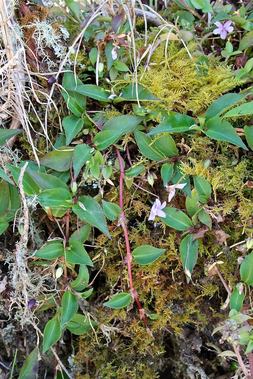 Image of Viola scandens specimen.